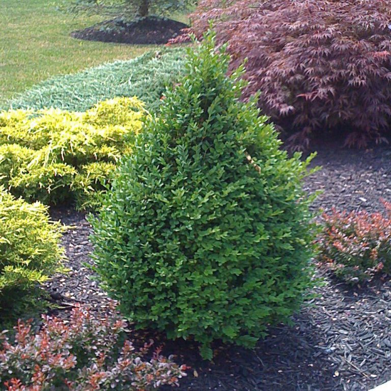 Buxus x ‘Green Mountain’ | Kiefer Nursery: Trees, Shrubs, Perennials