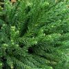 Cryptomeria japonica 'Chapel View'