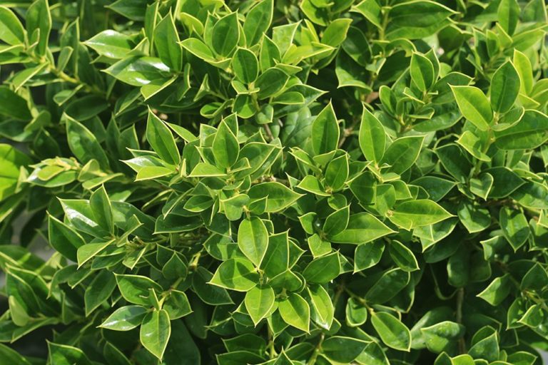 Ilex cornuta ‘Carissa’ | Kiefer Nursery: Trees, Shrubs, Perennials