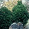 Cryptomeria japonica 'Chapel View' - Image 2