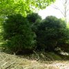 Cryptomeria japonica 'Chapel View' - Image 3