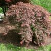 Acer palmatum var. dissectum 'Inaba Shidare'