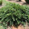 Distylium 'Vintage Jade' - Image 2