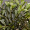 Distylium 'Vintage Jade' - Image 3