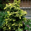 Chamaecyparis obtusa 'Confucius'