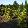 Chamaecyparis obtusa 'Confucius' - Image 2