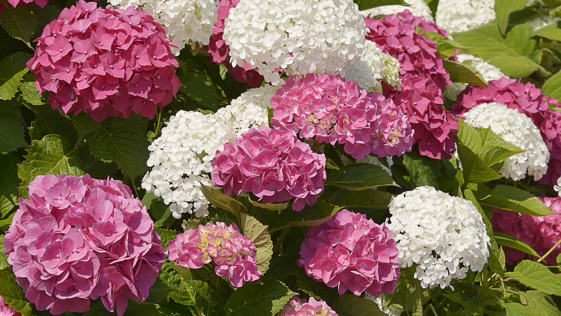 The Colors of May – Hydrangeas, Roses & Perennials | Kiefer Nursery ...