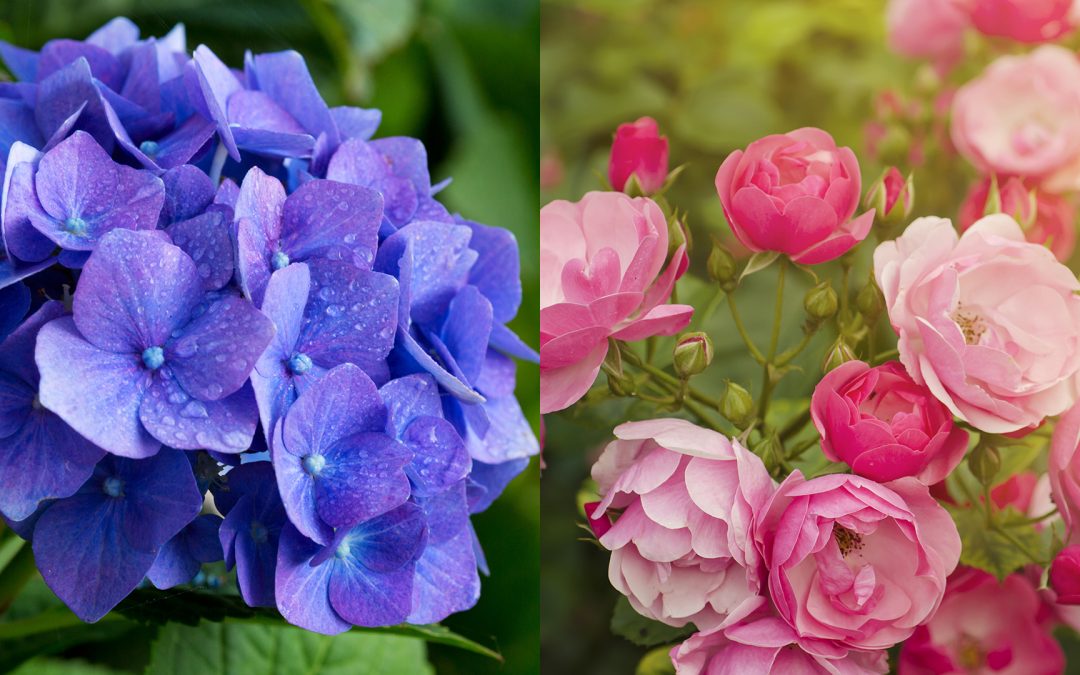 The Colors of May – Hydrangeas, Roses & Perennials