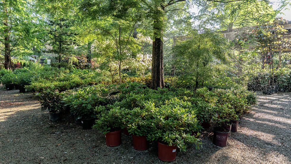 Kiefer Nursery Trees, Shrubs, Perennials Durham, NC